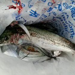 ケーソン、朝にタチウオの時合いありました。